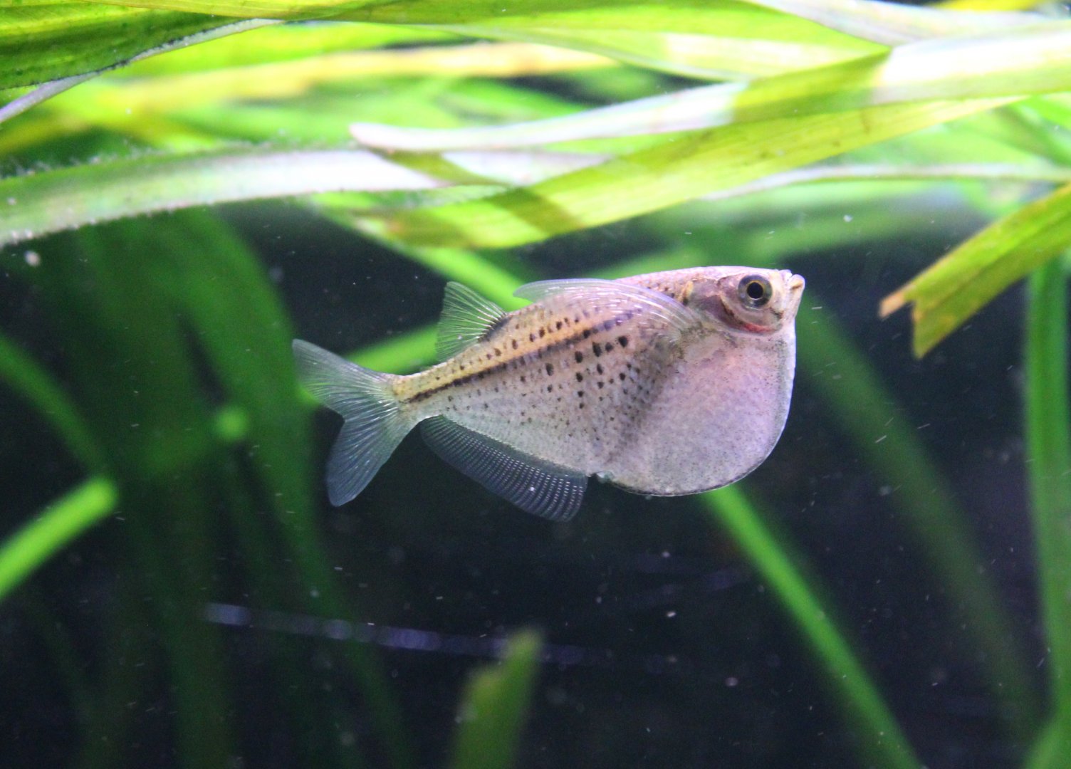 Spotted silver hatchetfish - Gasteropelecus maculatus