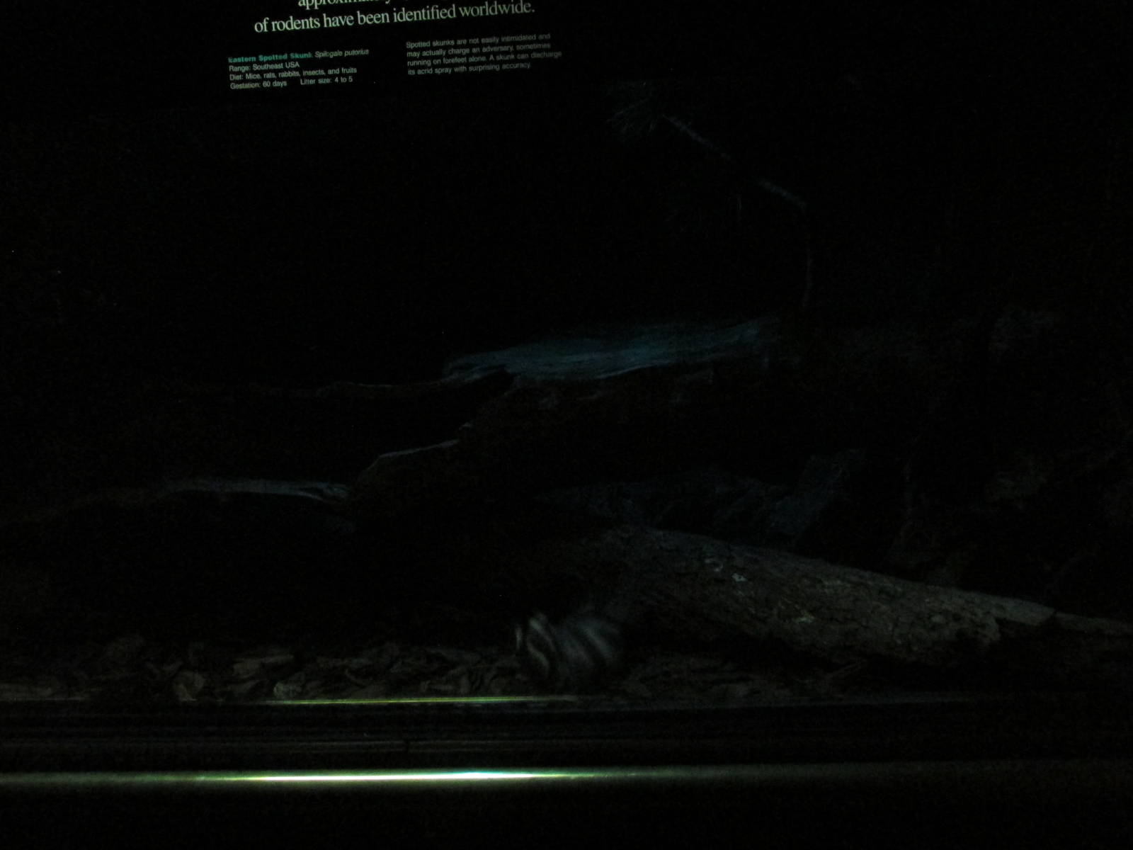 spotted skunk exhibit bronx zoo