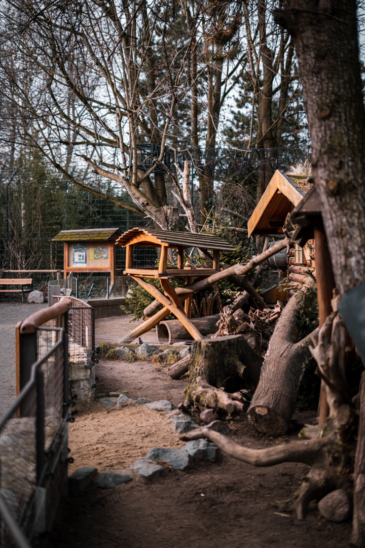 Spotted Skunk, North American Porcupine and Virgina Opossum