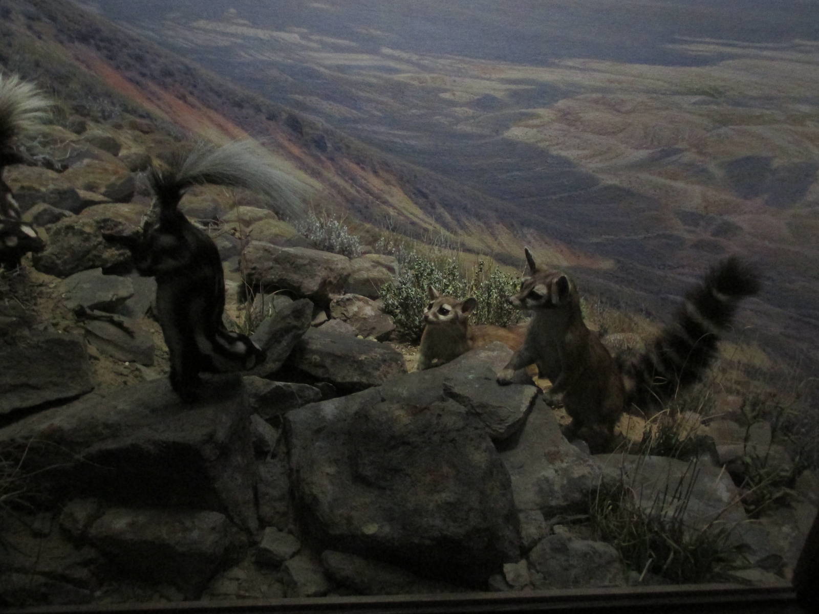 spotted skunk with cacomistle