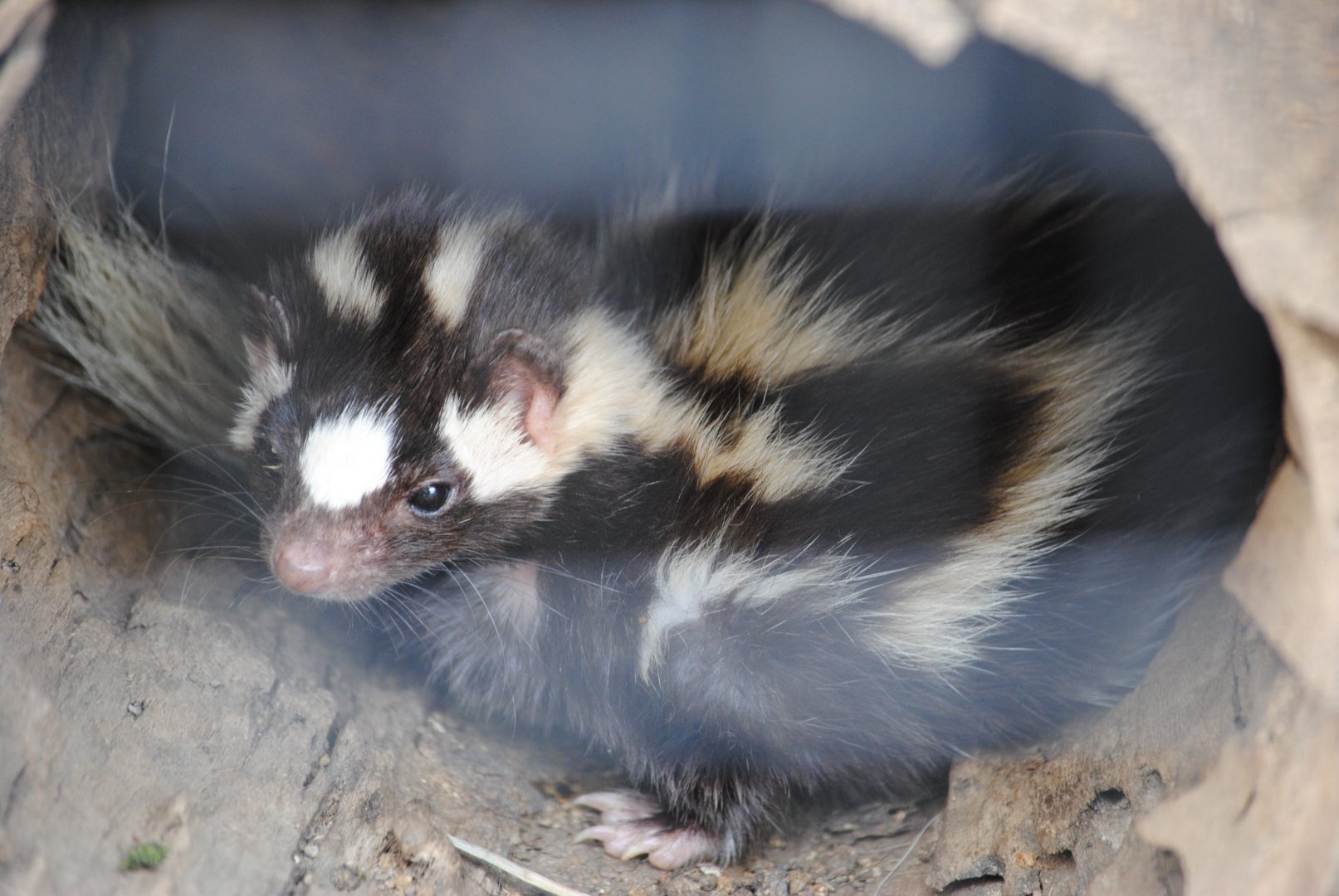 Spotted Skunk