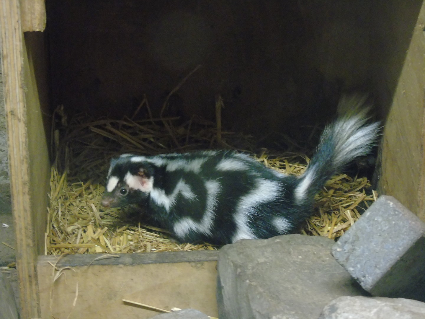 Spotted Skunk