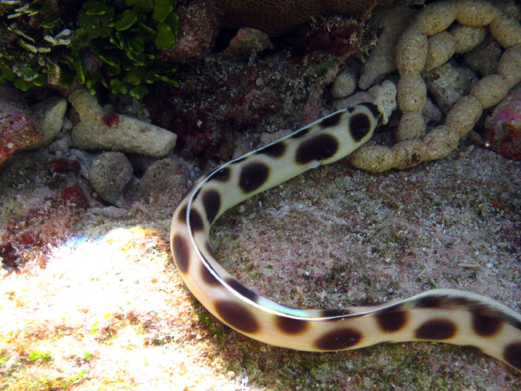 Spotted Snake Eel