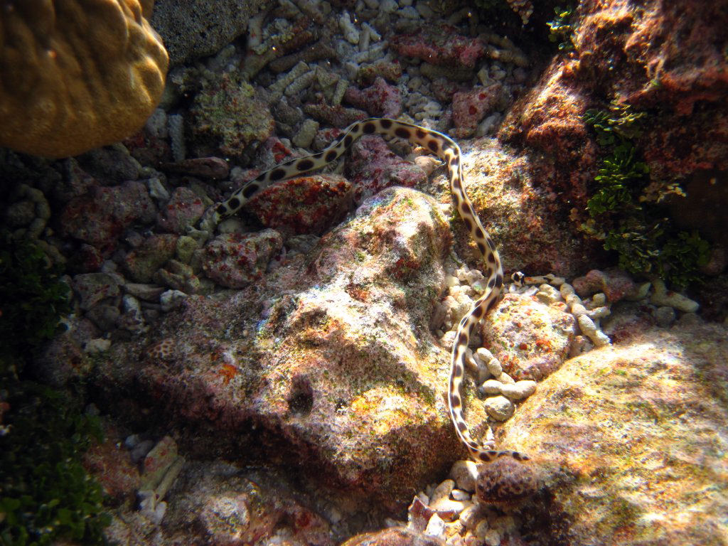 Spotted Snake Eel