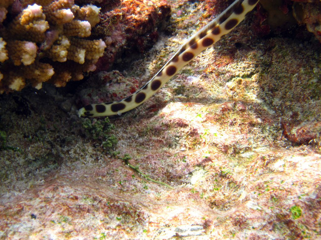 Spotted Snake Eel