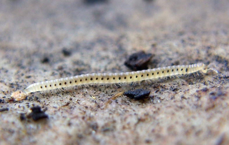 Spotted Snake Millipede (Blaniulus guttulatus)