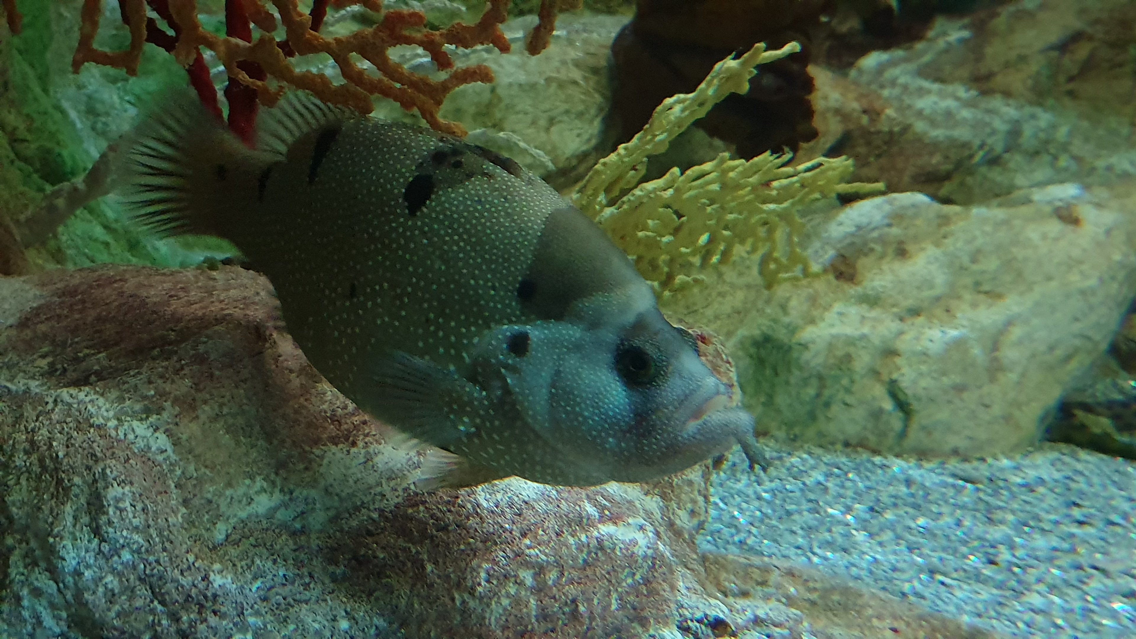 Spotted Soapfish at Zoo Aquarium de Madrid, 20th May 2022
