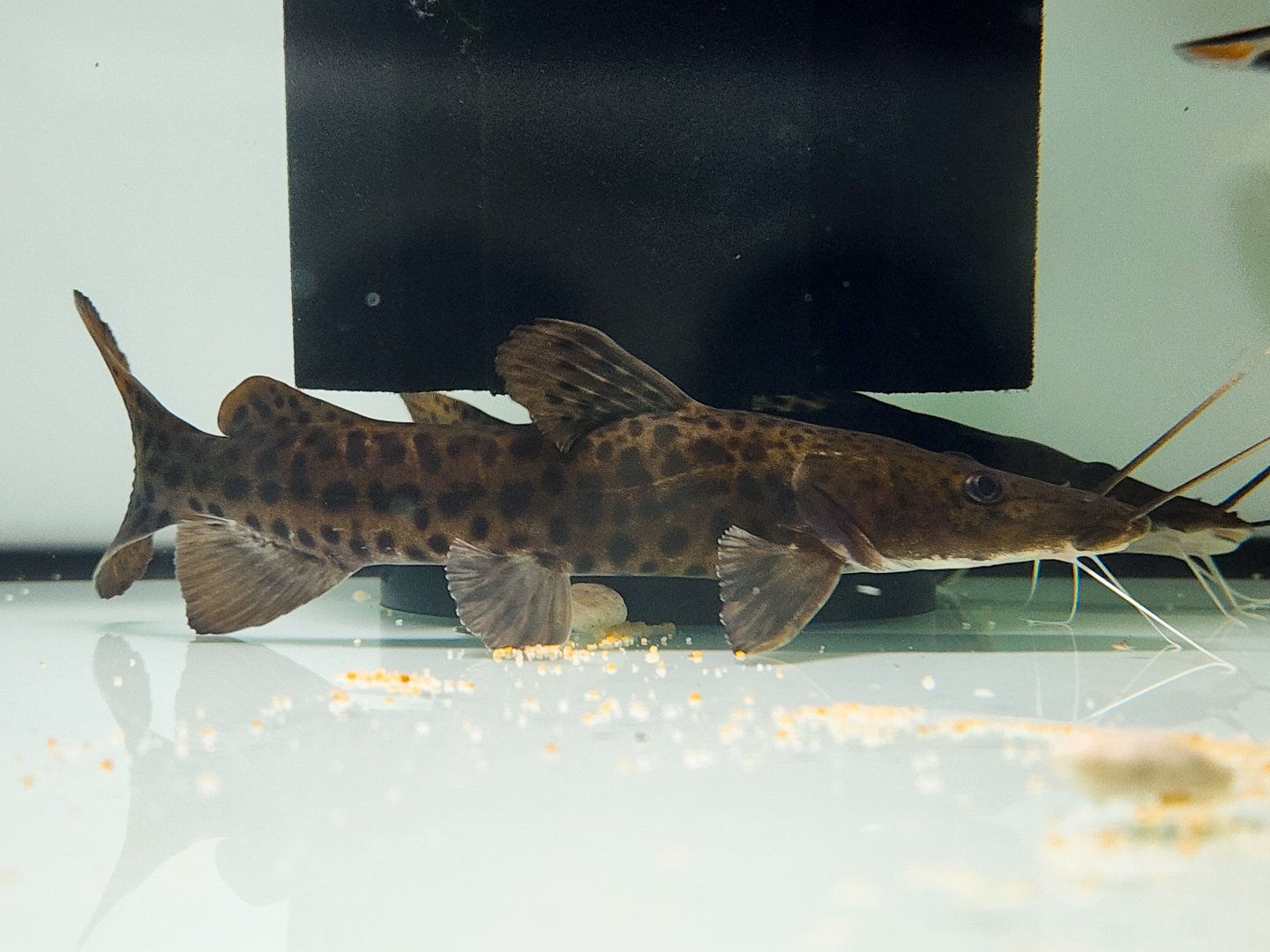 *Spotted Sorubim (Pseudoplatystoma corruscans 'Río São Francisco')