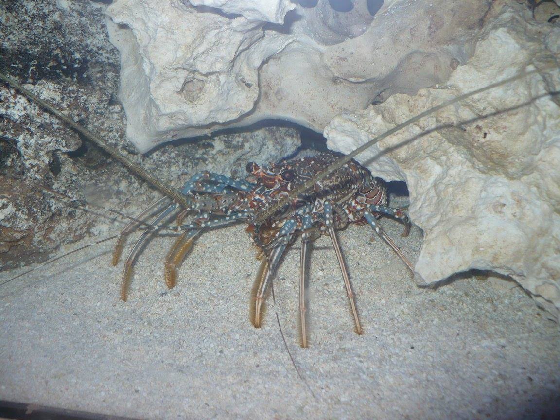 Spotted spiny lobster