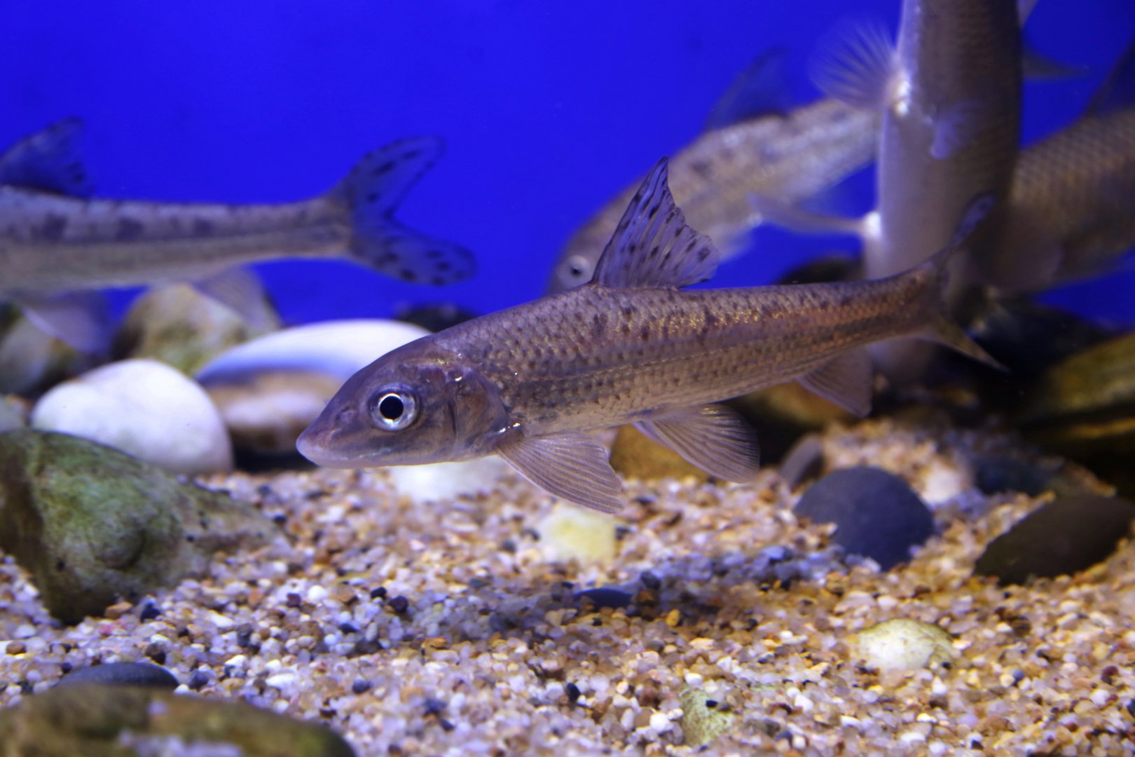 Spotted Steed (Hemibarbus maculates)