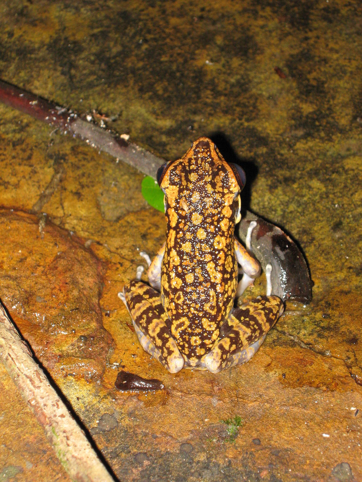 spotted stream frog (Rana picturata)