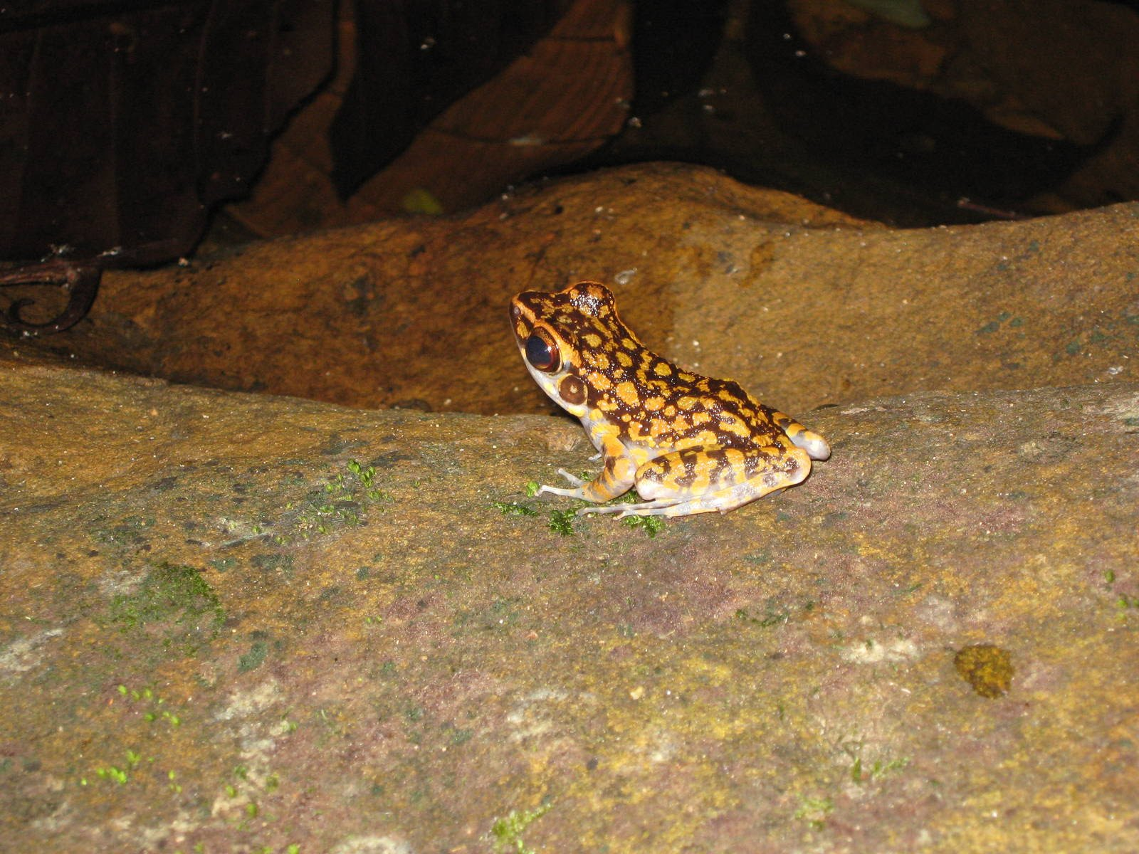 spotted stream frog (Rana picturata)