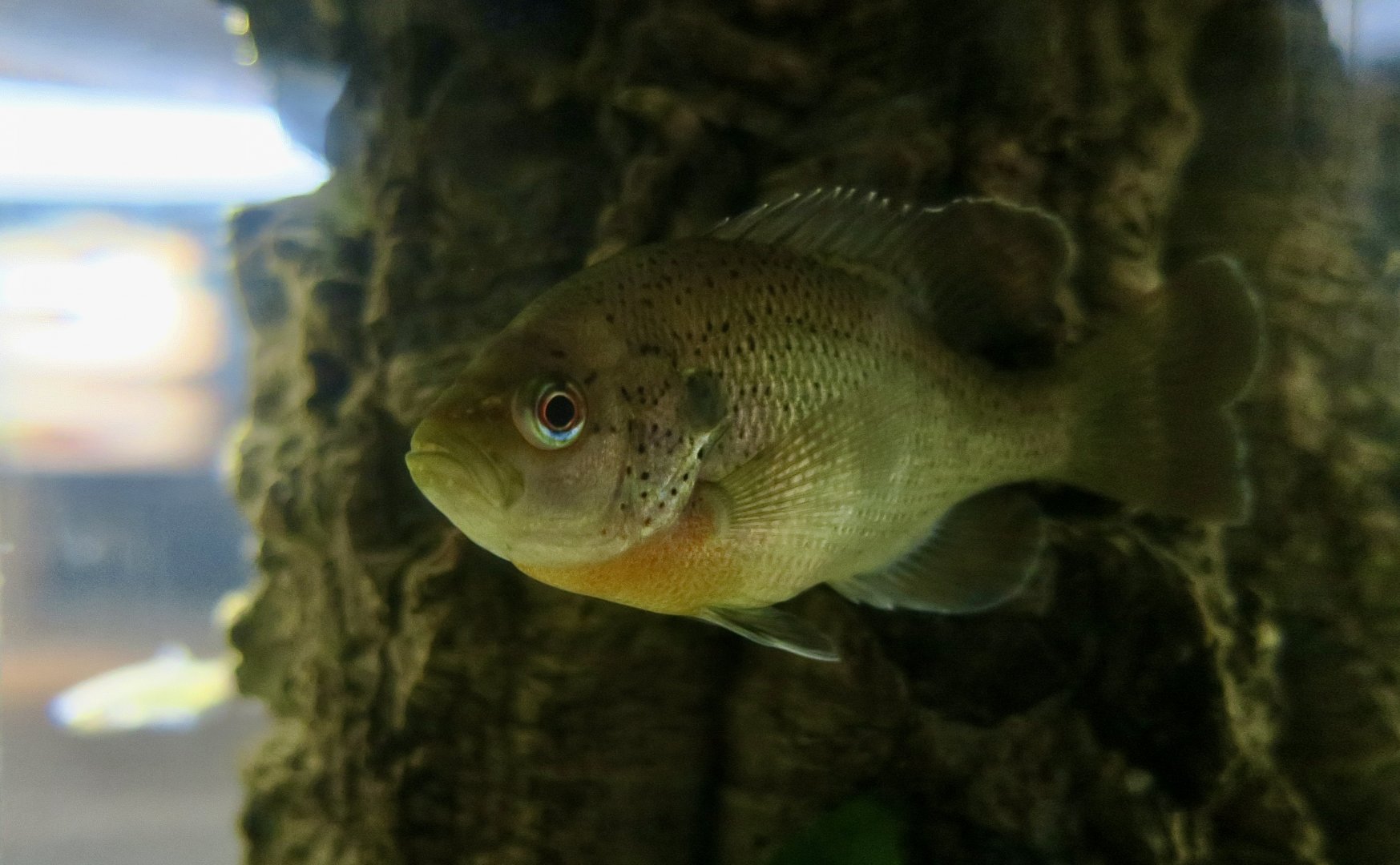 Spotted Sunfish (Lepomis punctatus)