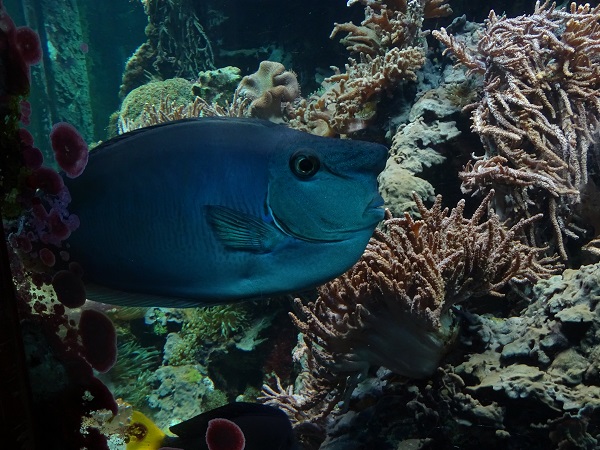 Spotted surgeonfish (Naso brevirostris) (07/22)