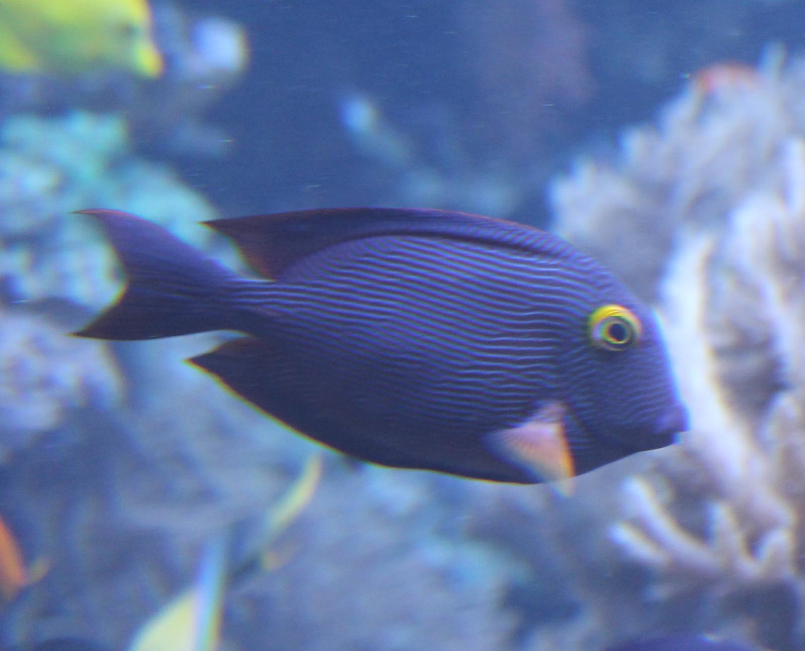 Spotted surgeonfish