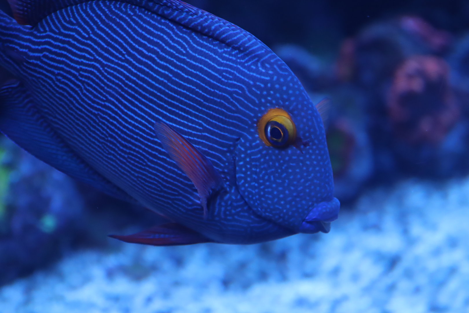 Spotted Surgeonfish