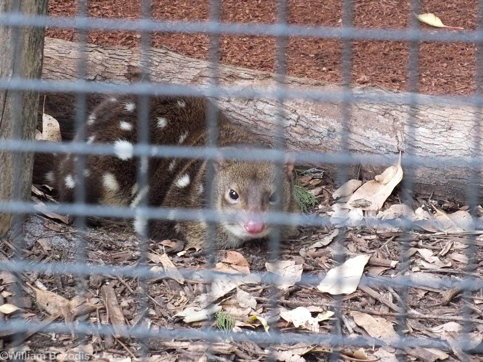 Spotted-tail Quoll - Caversham Wildlife Park