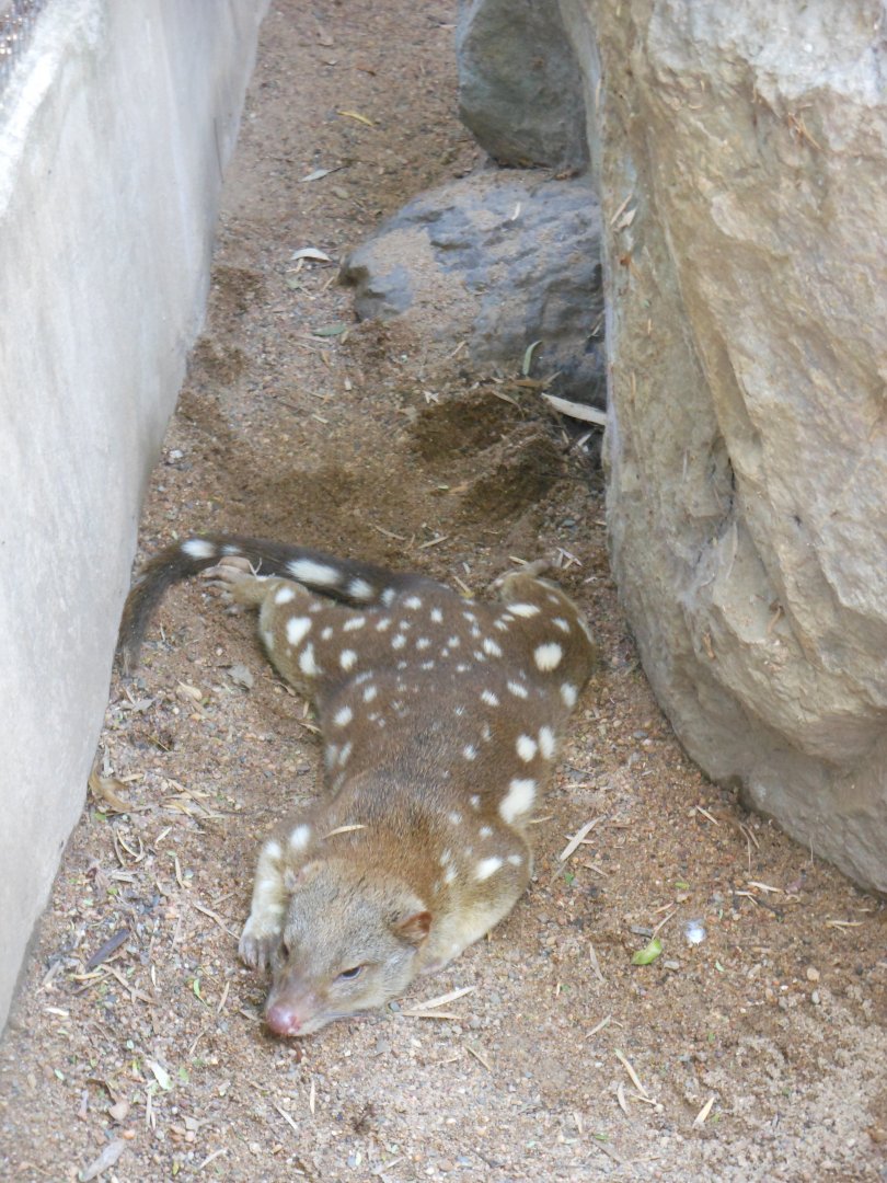Spotted-tail Quoll (Dasyurus maculatus)