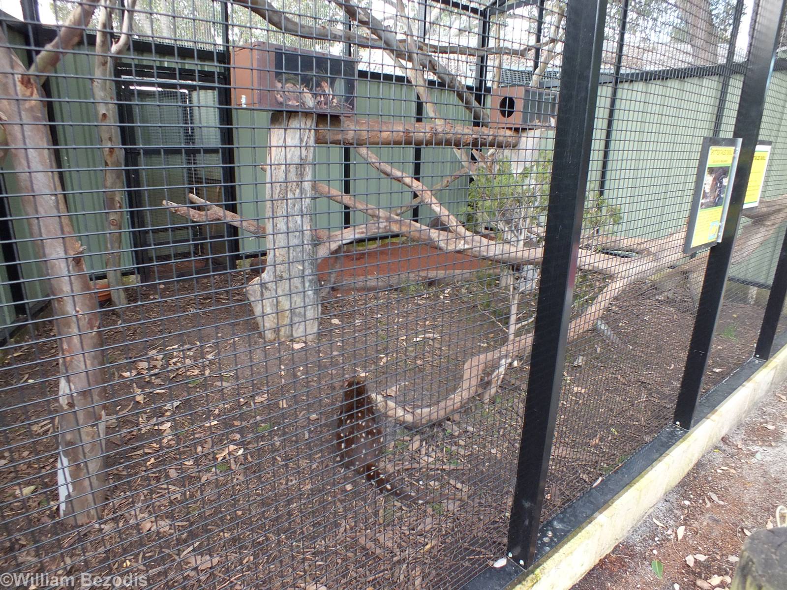Spotted-tail Quoll Enclosure - Caversham Wildlife Park