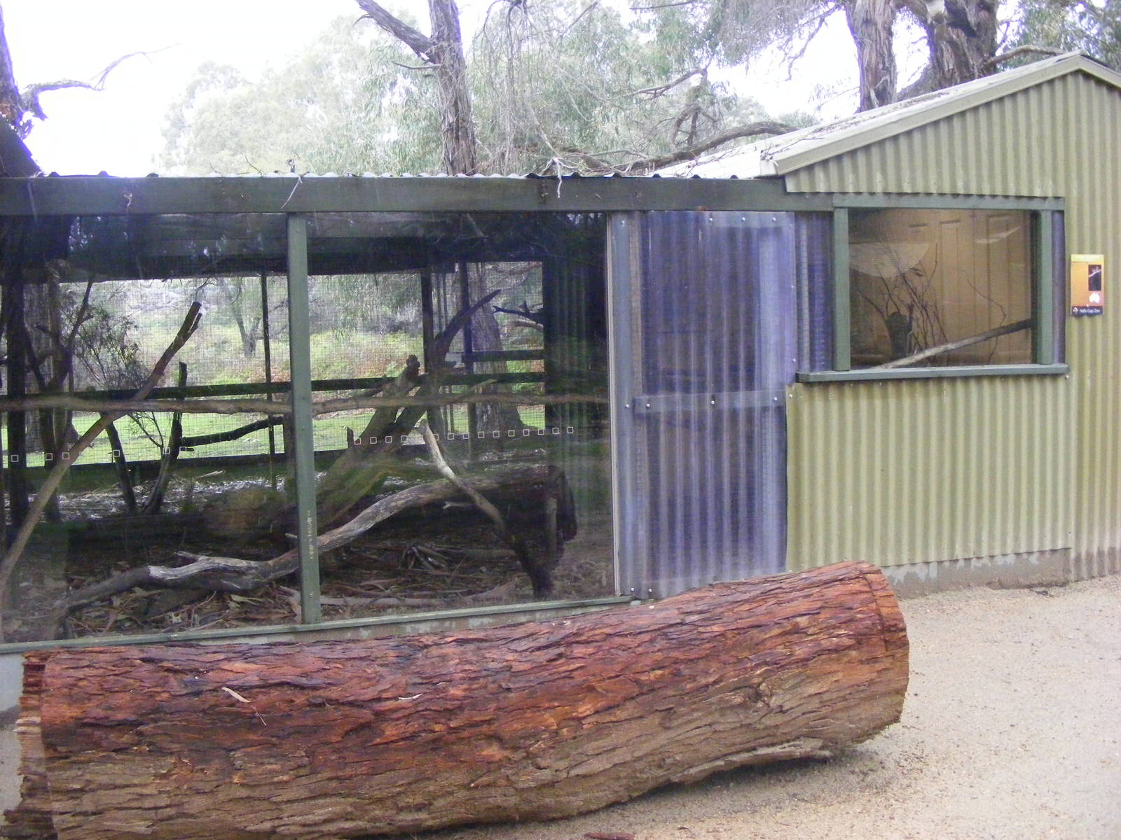 Spotted-tail Quoll Exhibit - September, 2009