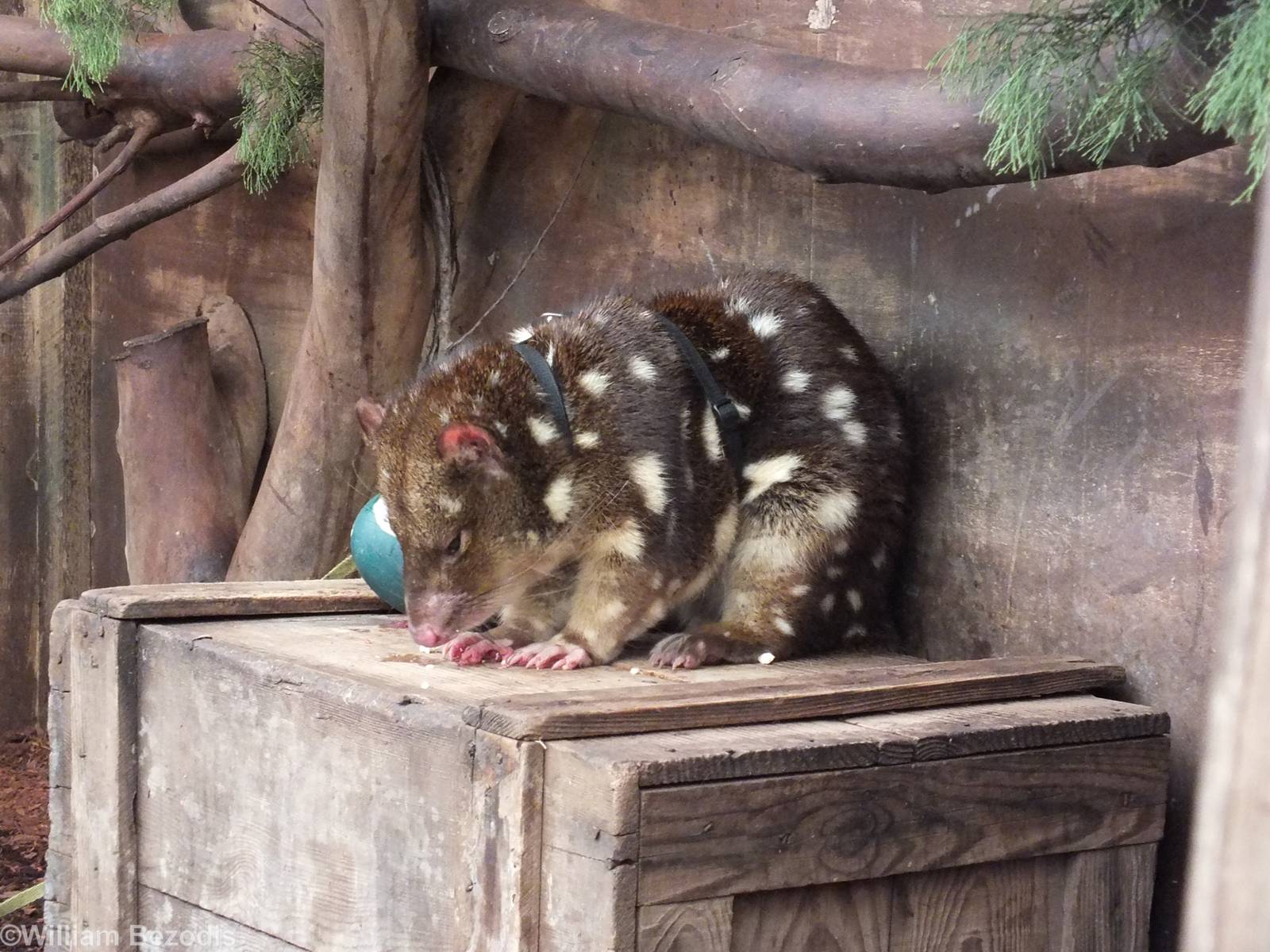 Spotted-tail Quoll in 'Meet the Wombat and Friends' Show - Caversham Wildli