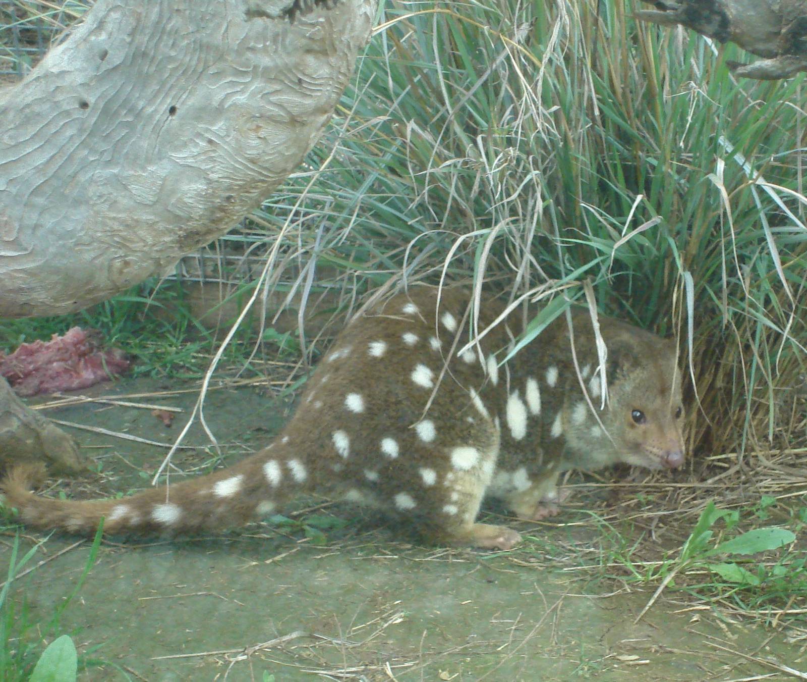 Spotted Tail Quoll