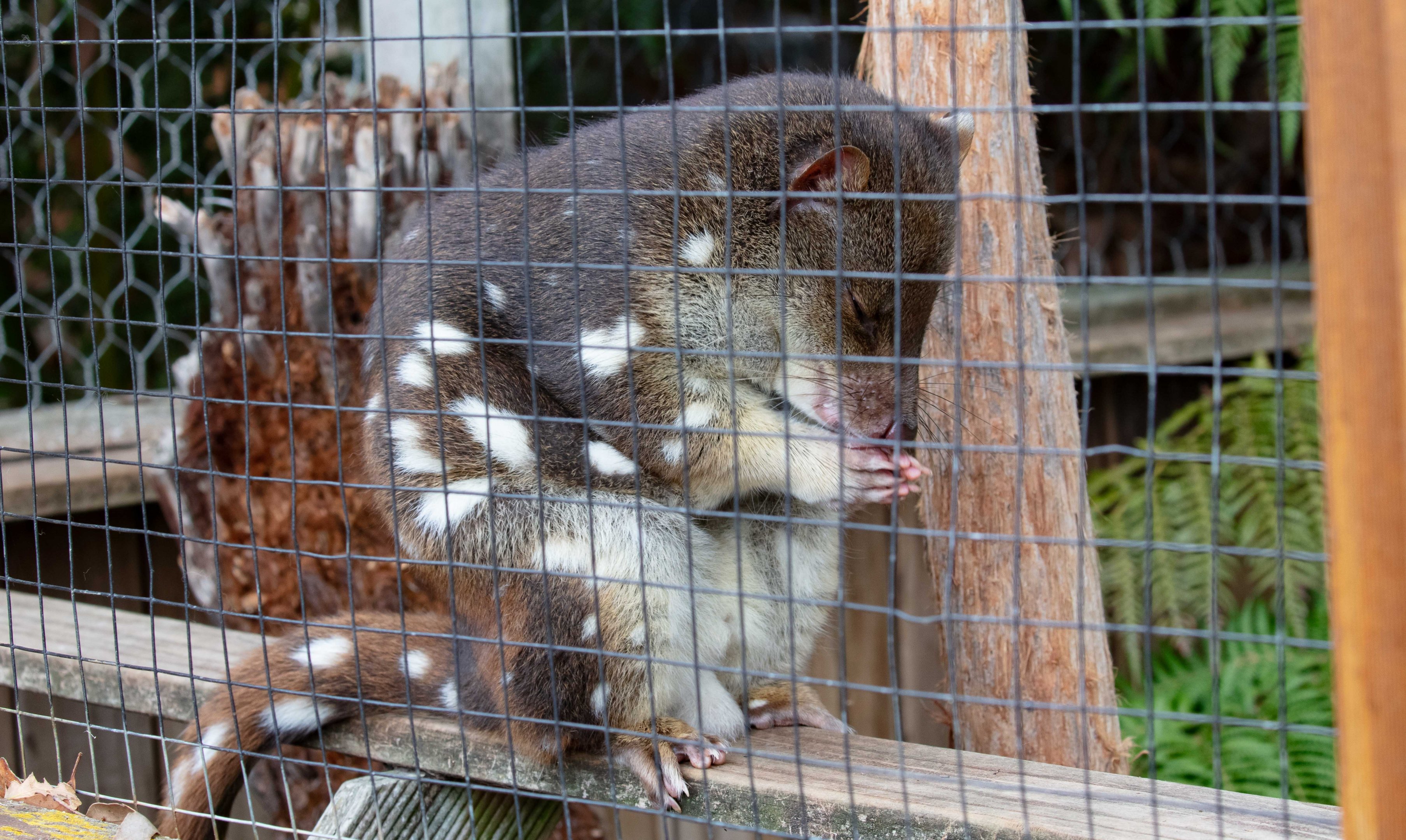 Spotted-tail Quoll