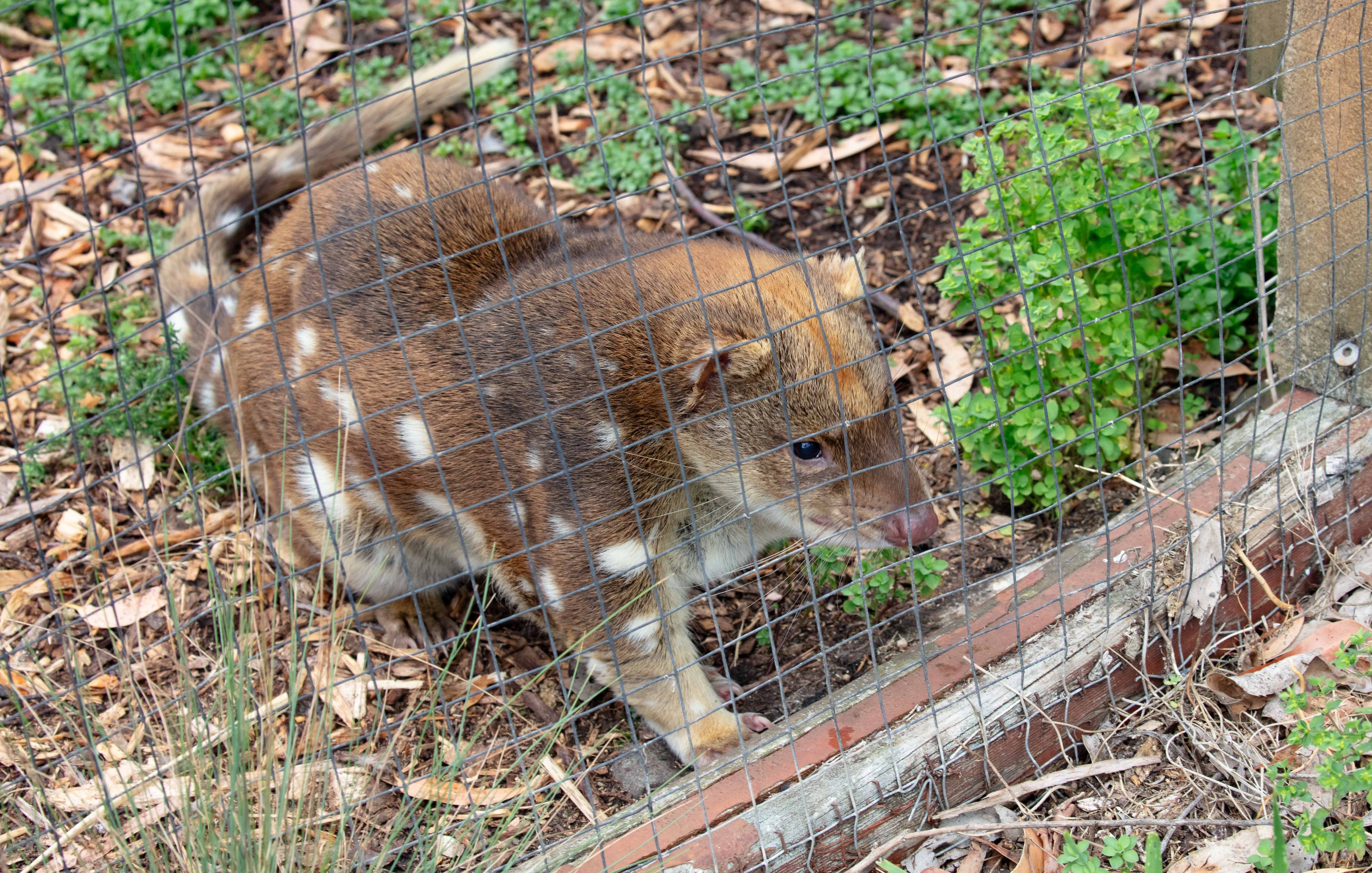 Spotted-tail Quoll