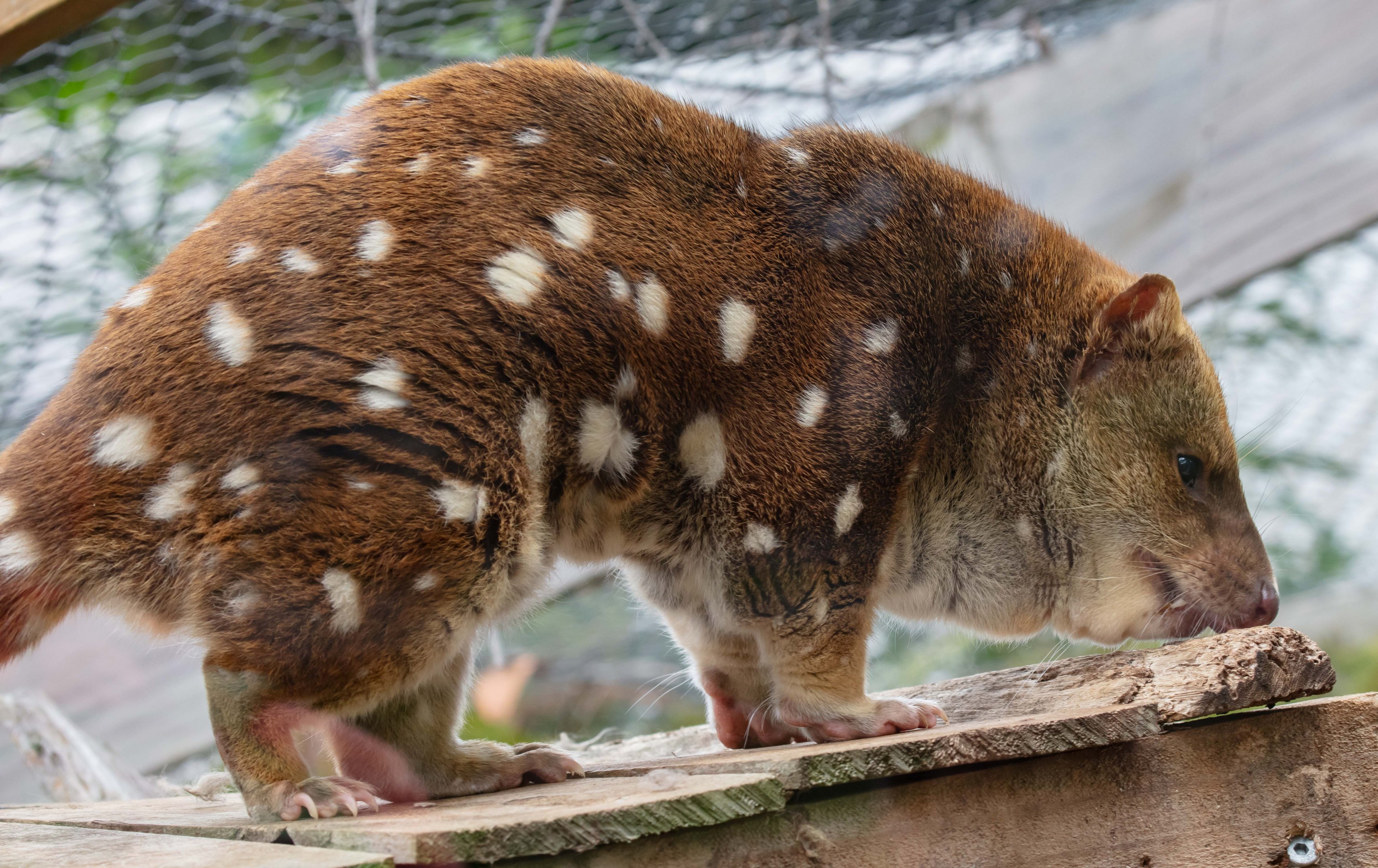 Spotted-tail Quoll
