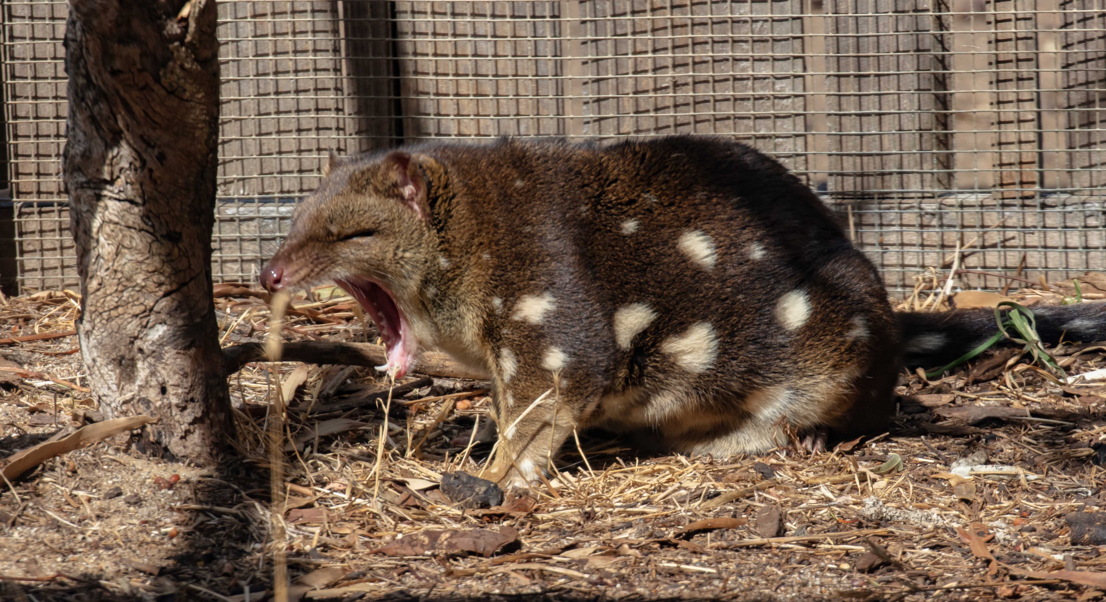 Spotted-tail Quoll