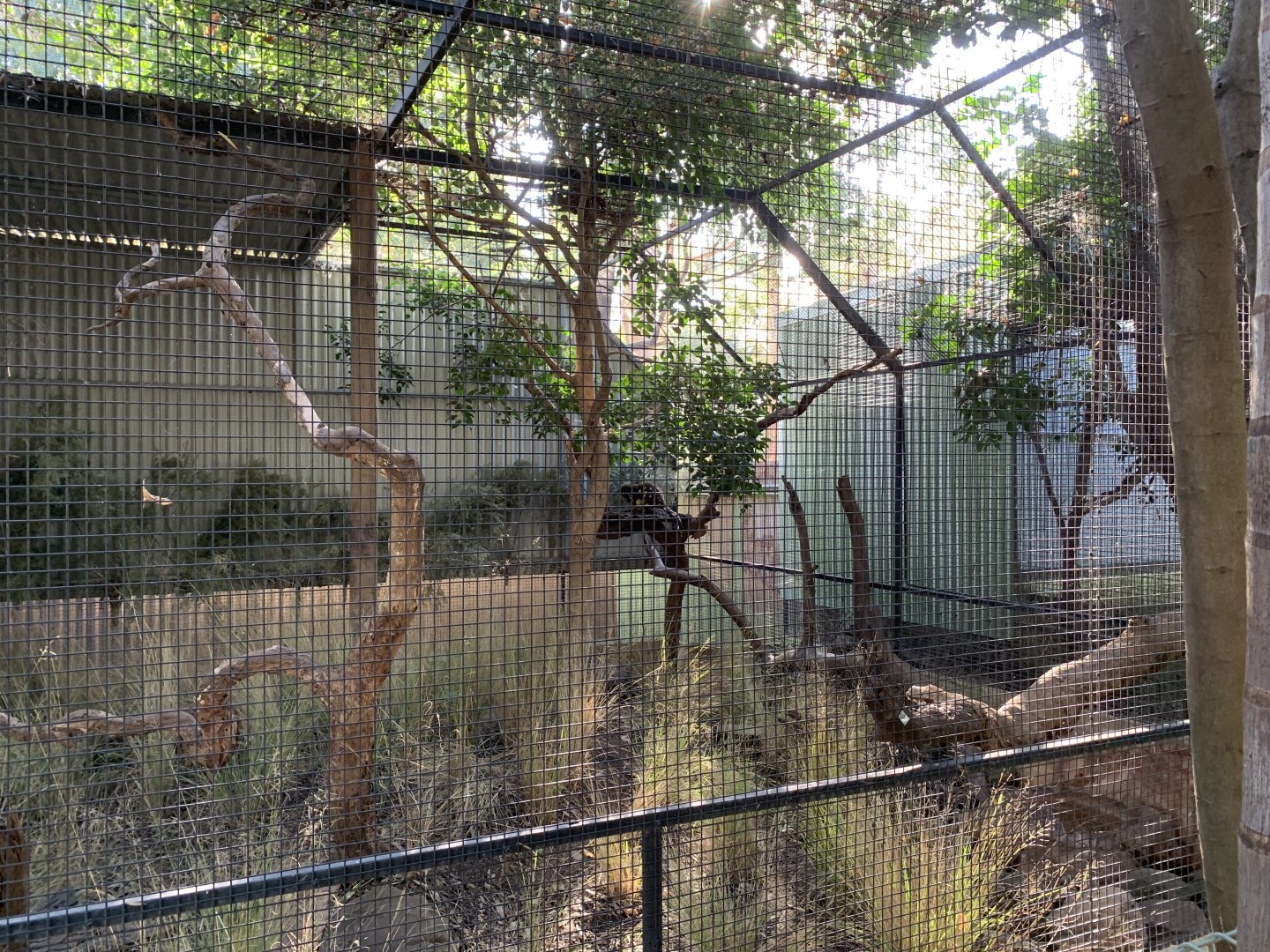 Spotted-tailed Quoll Enclosure