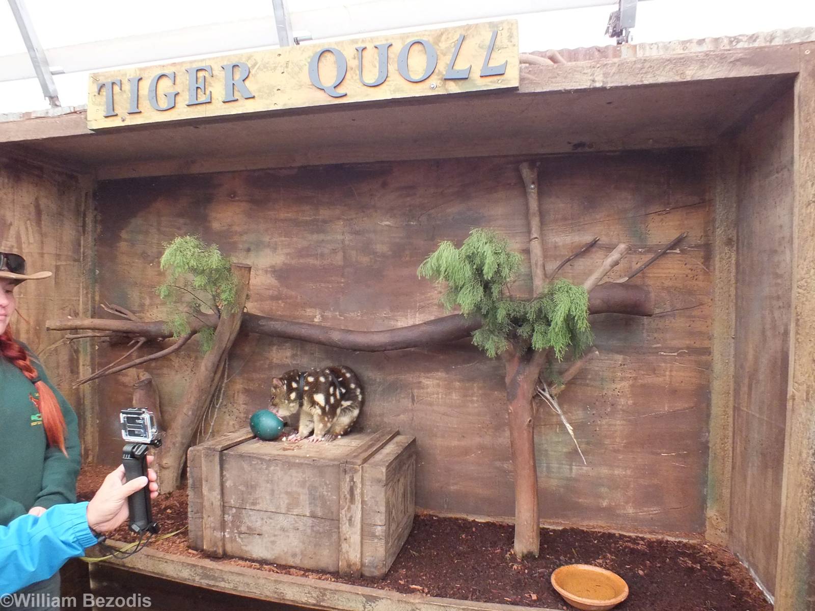 Spotted-tailed Quoll in 'Meet the Wombat and Friends' Show - Caversham Wild