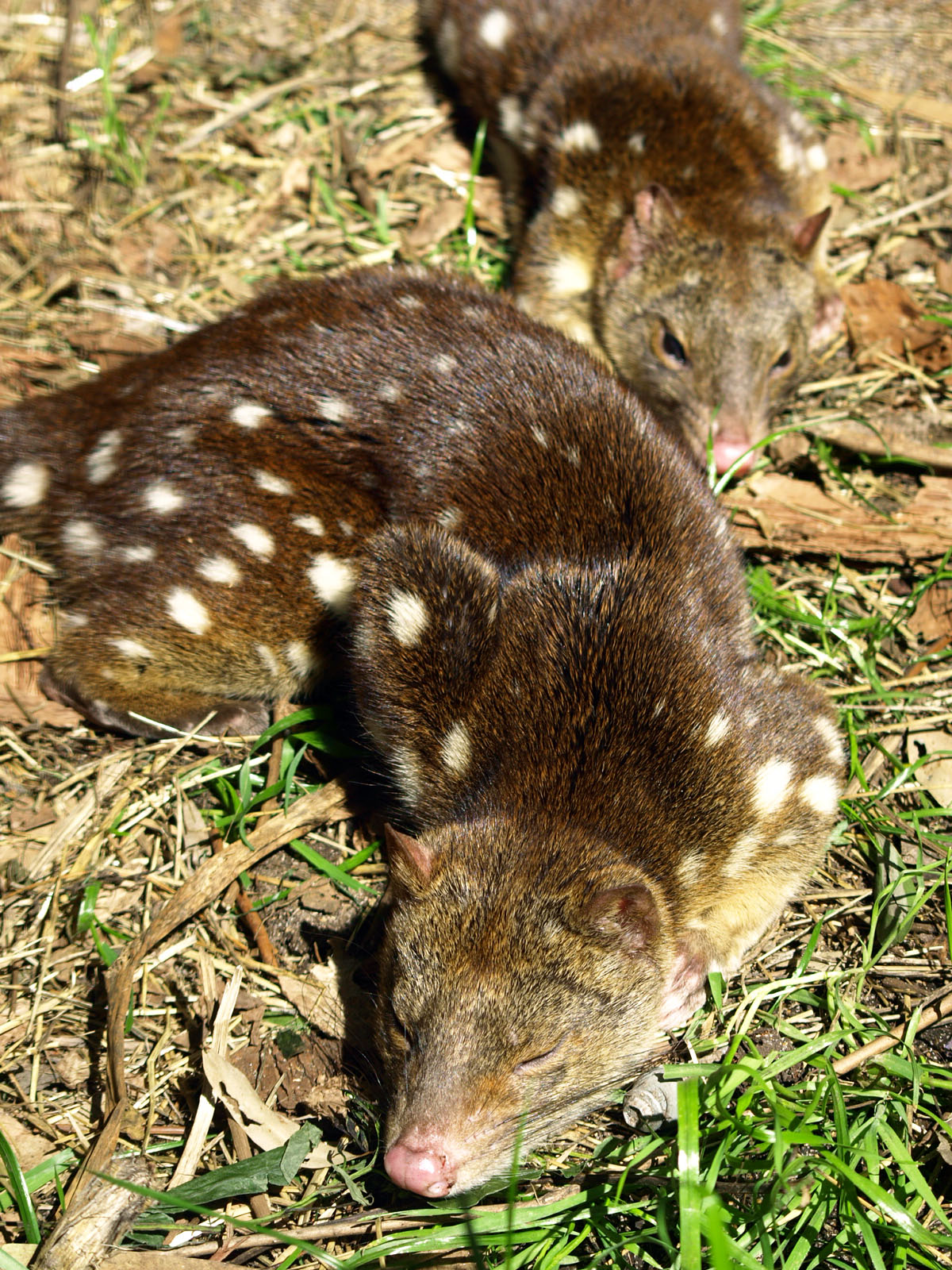 Spotted-tailed quoll