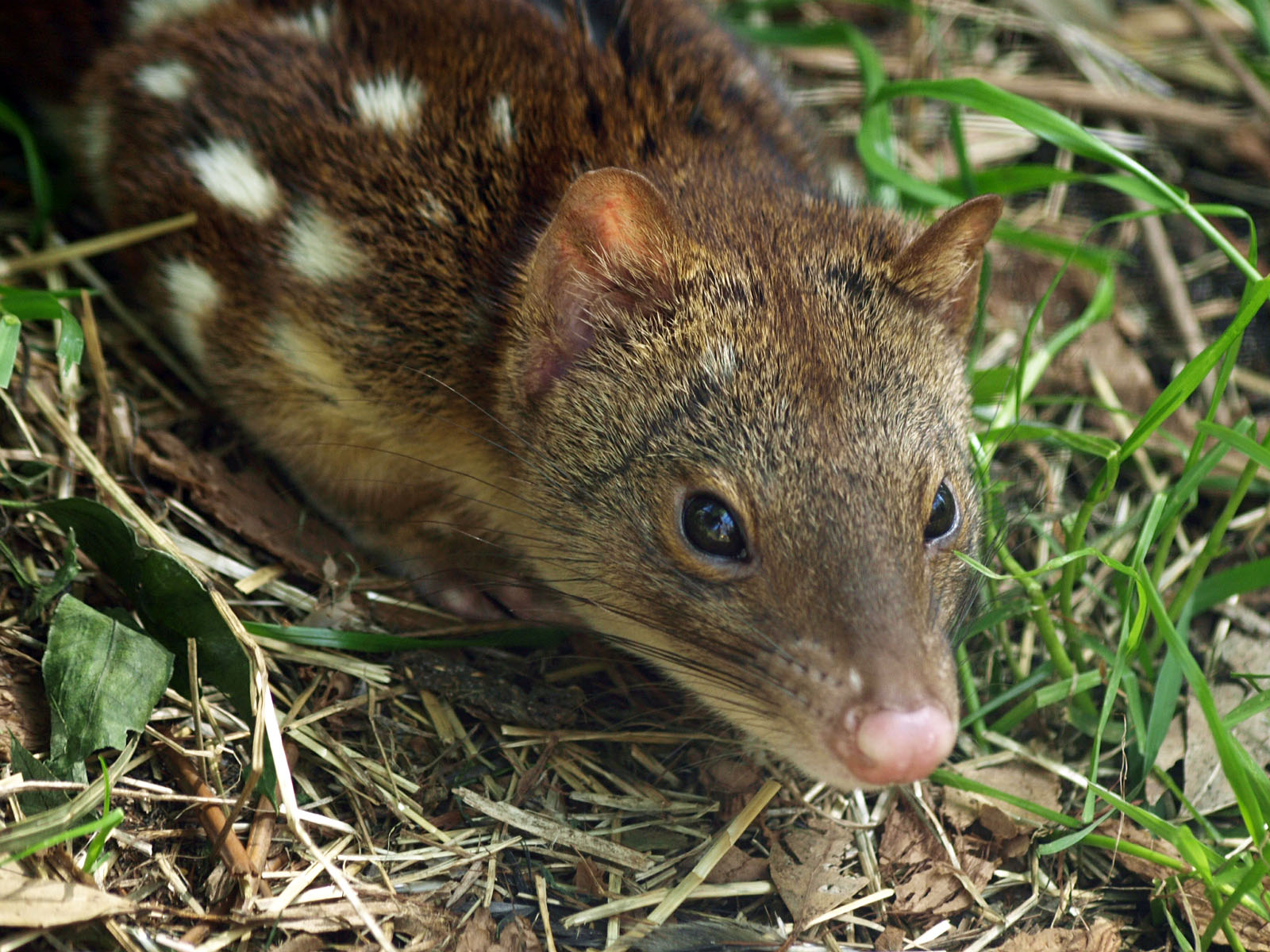 Spotted-tailed quoll