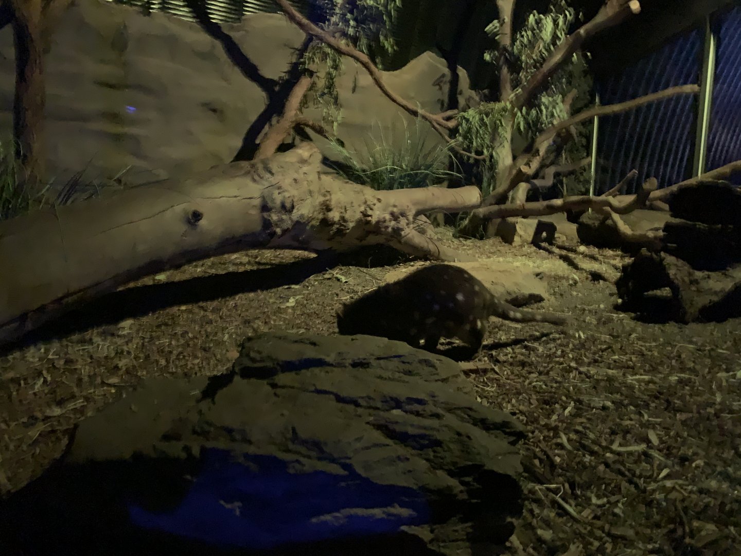 Spotted-tailed Quoll