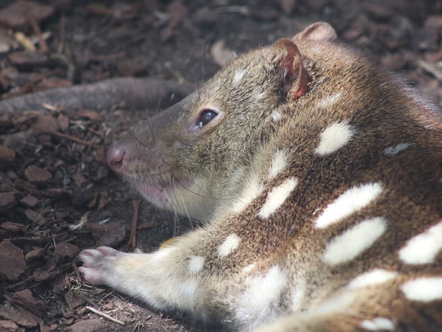 Spotted-tailed Quoll