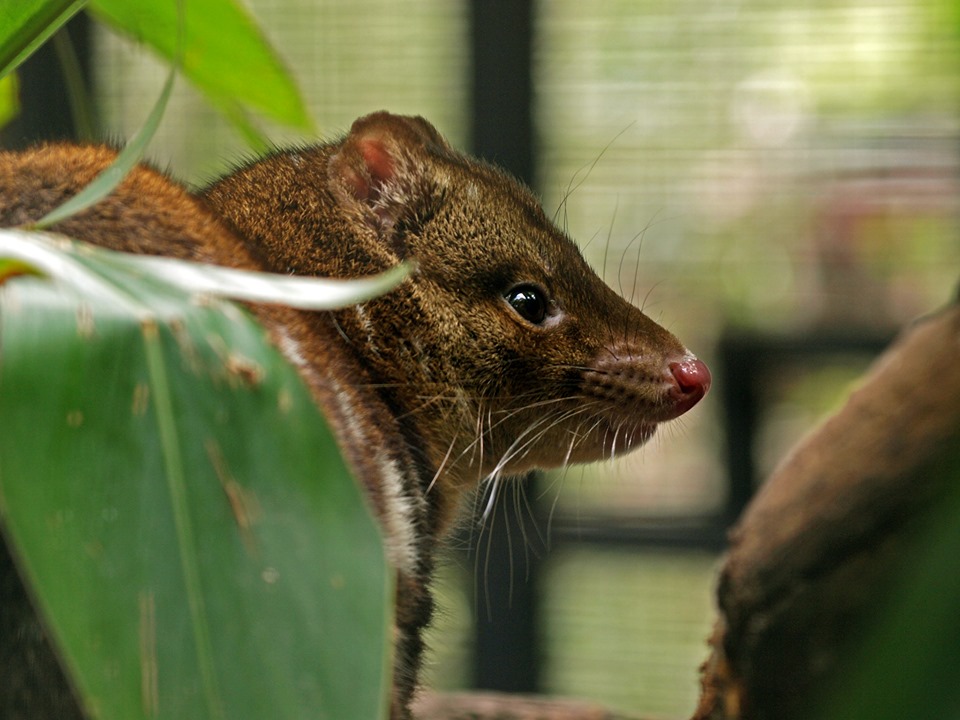 Spotted-tailed/tiger quoll