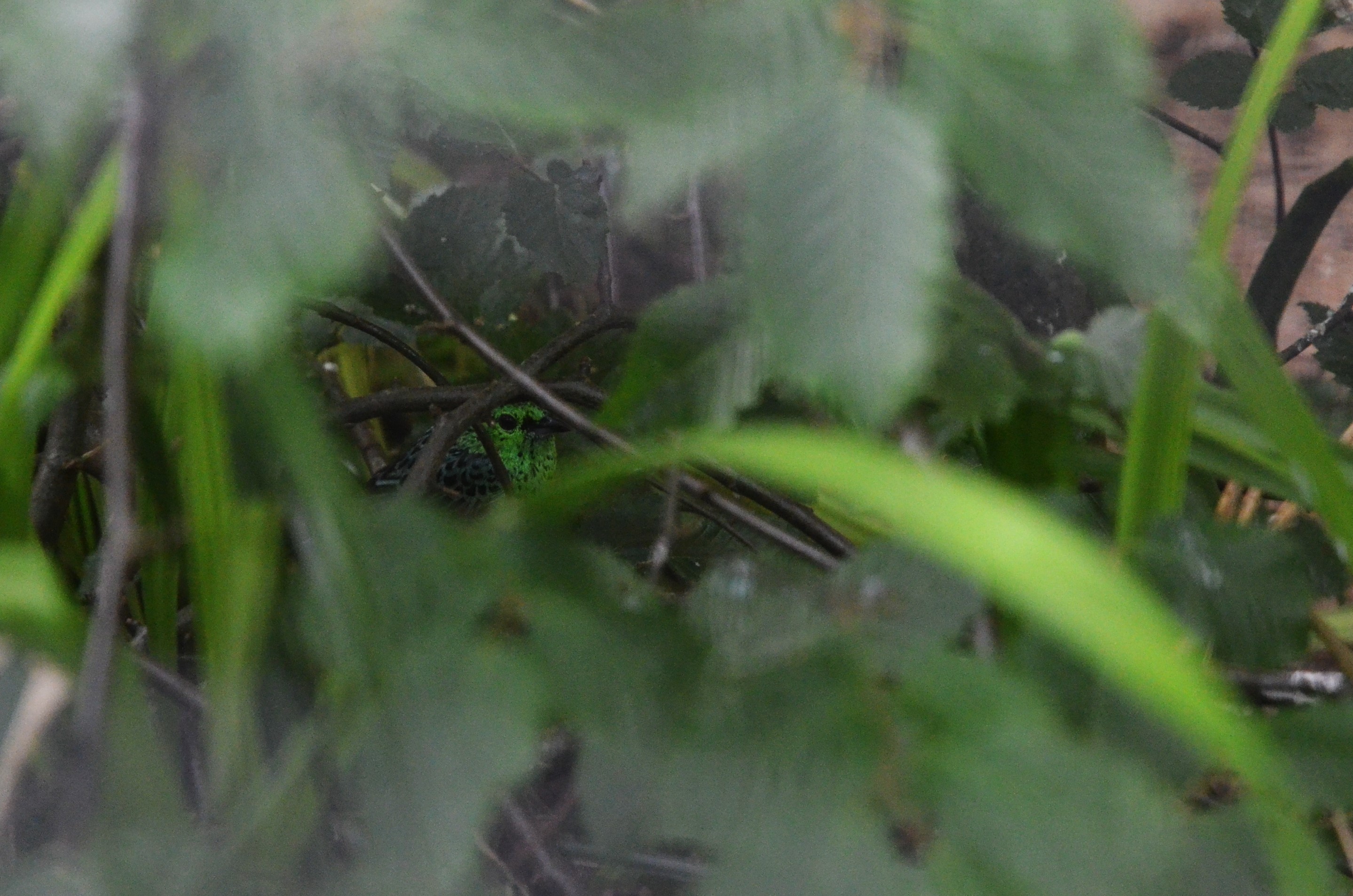 Spotted Tanager at Clères, 16/06/18