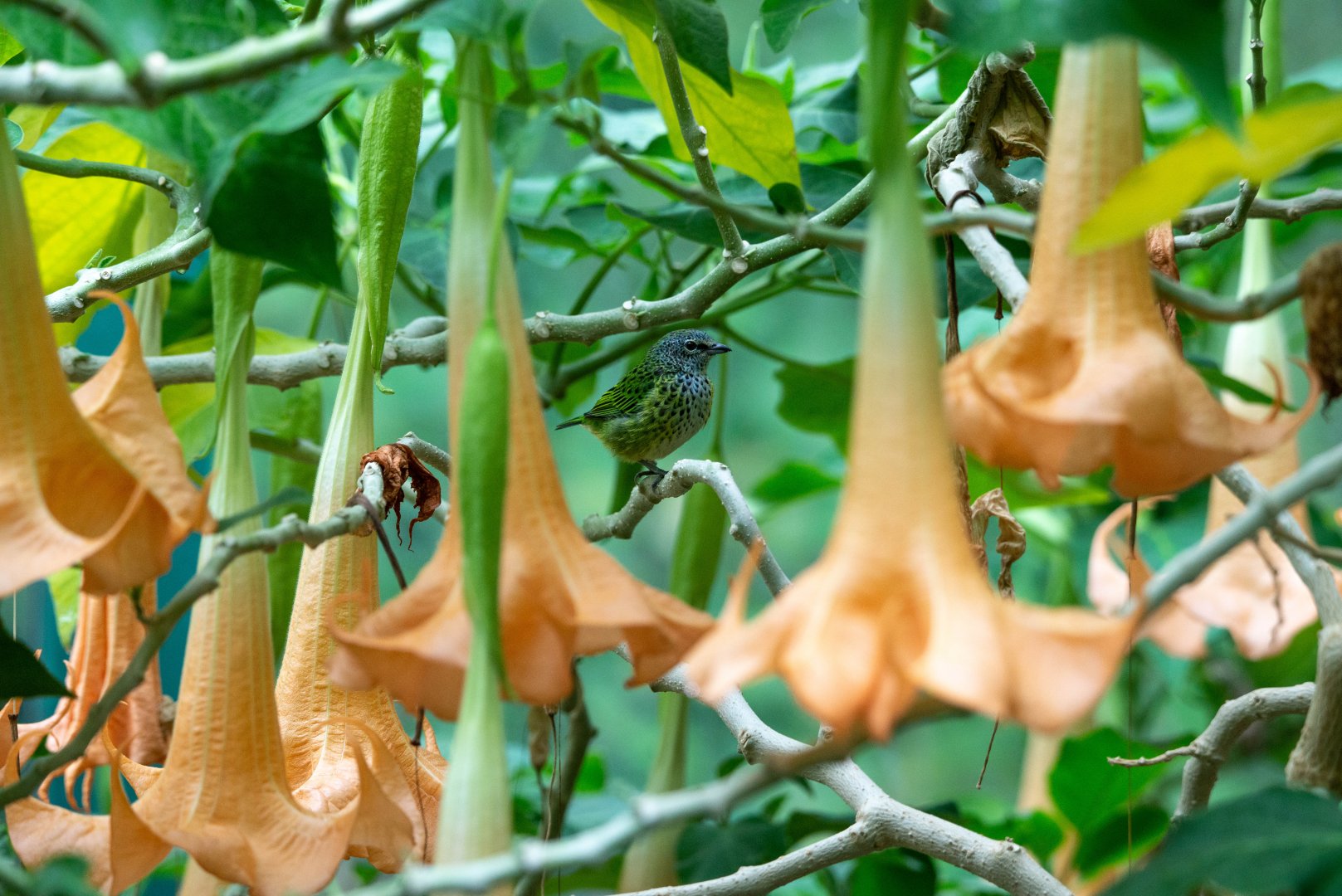 Spotted Tanager- (Tangara punctata) within a Borrachero Tree