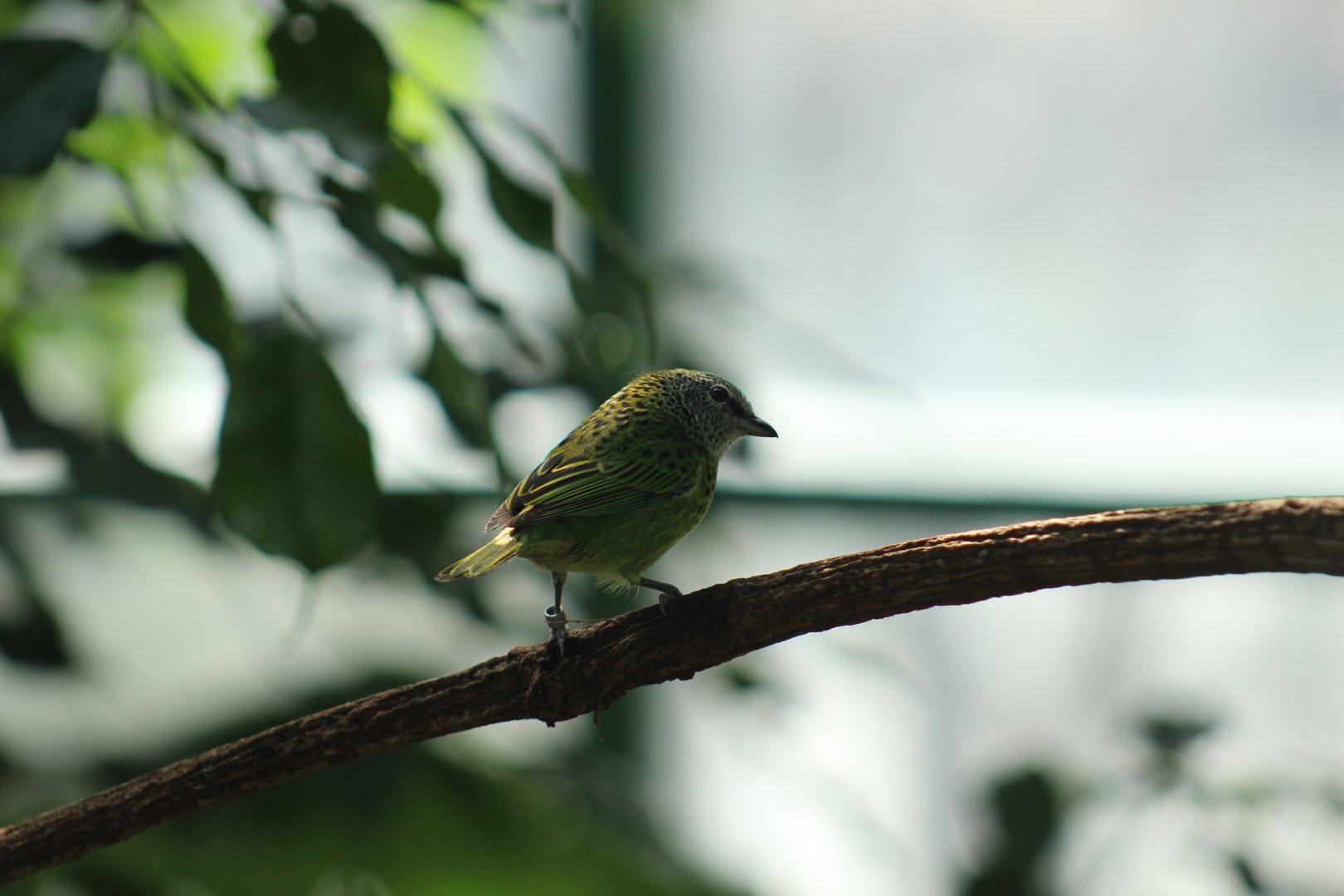 Spotted Tanager