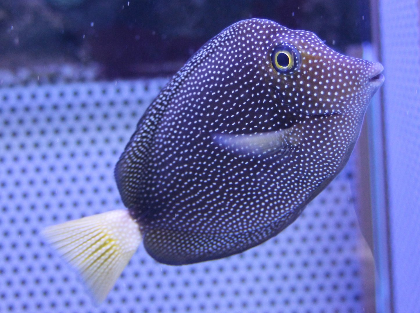 Spotted tang - Zebrasoma gemmatum - closed fins