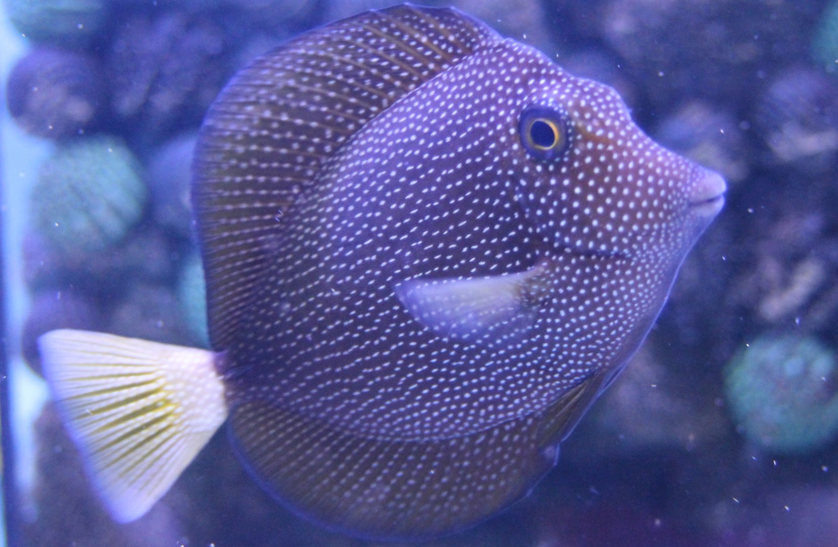 Spotted tang - Zebrasoma gemmatum - with open fins