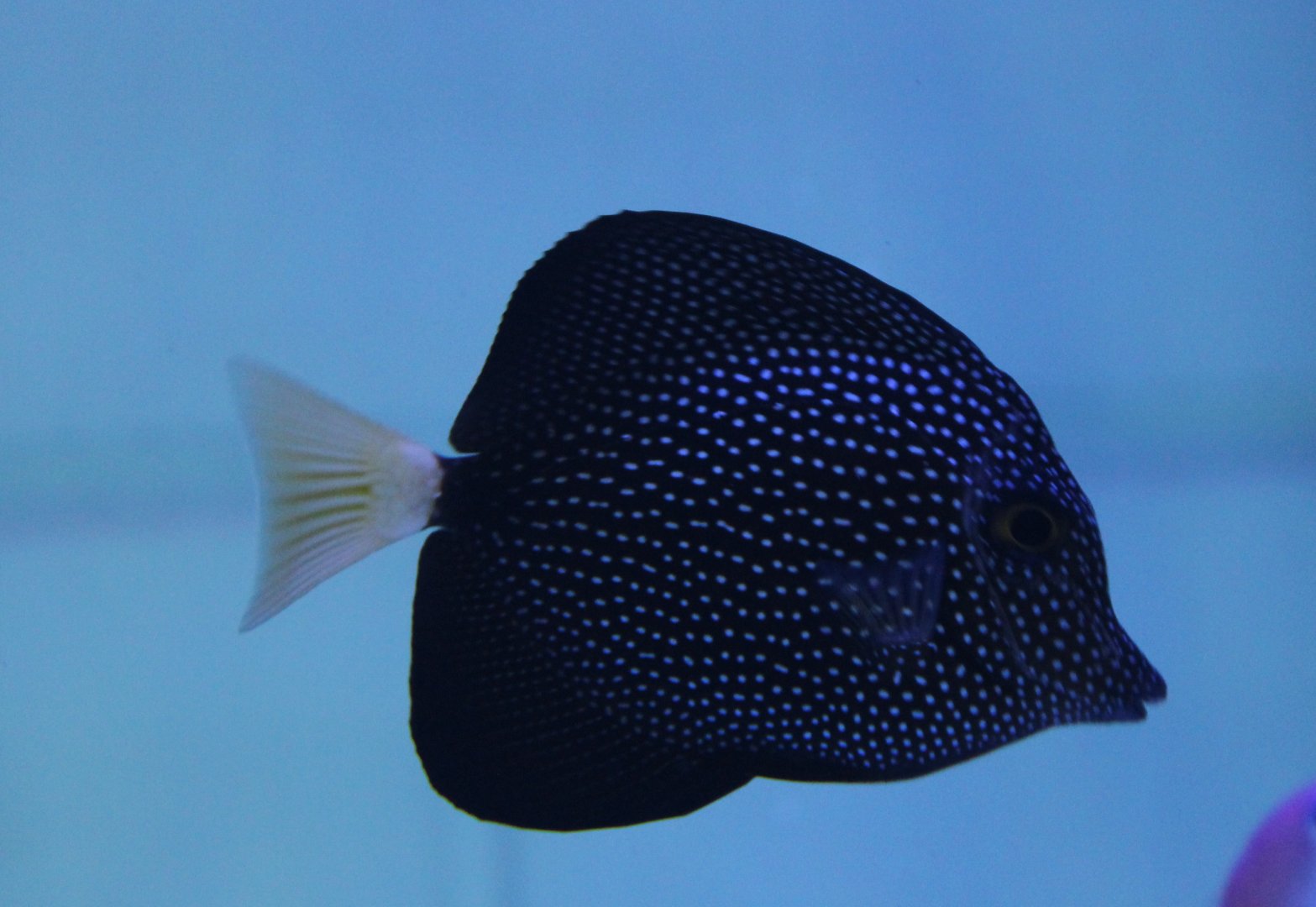 Spotted tang - Zebrasoma gemmatum