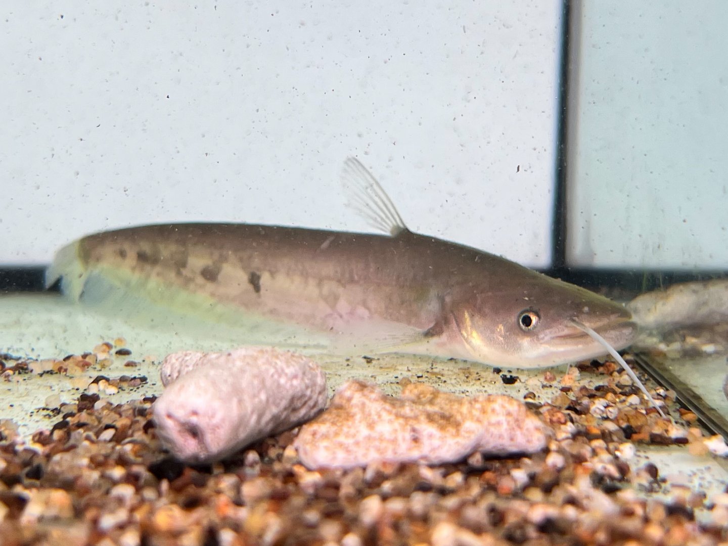 Spotted Tapah (Wallagonia maculatus)