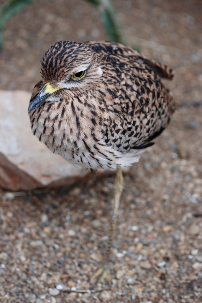 Spotted Thick-knee at Pairi Daiza, 31/08/14