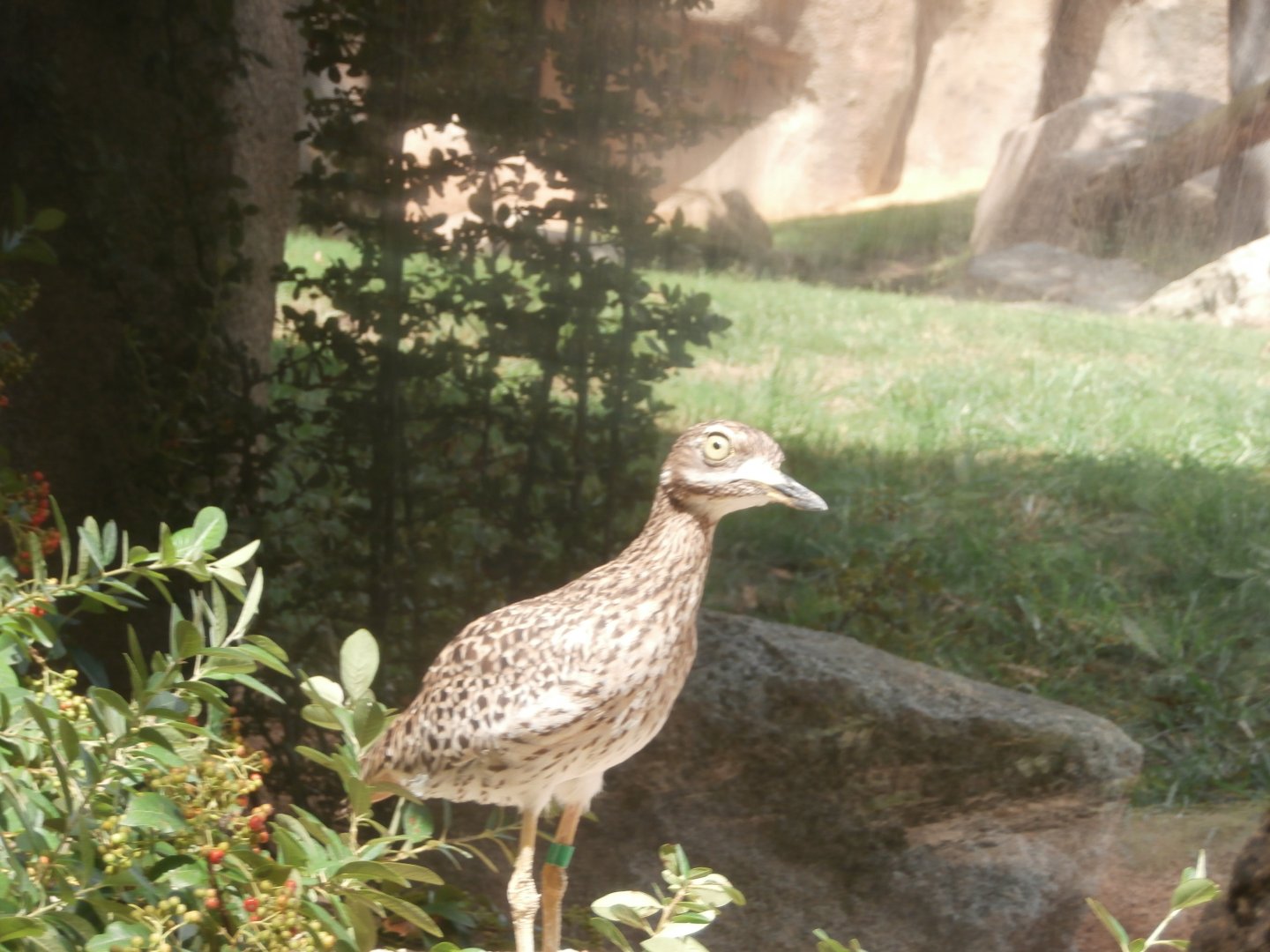 Spotted thick-knee -Bioparc Valencia (Summer 2017)