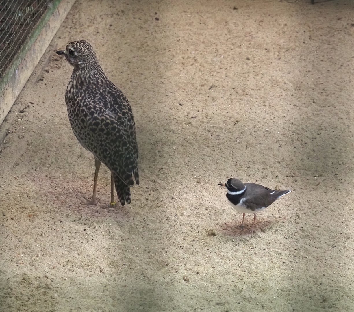 Spotted thick-knee (Burhinus capensis) and Common ringed plover (Charadrius hiaticula), 2024-05-22