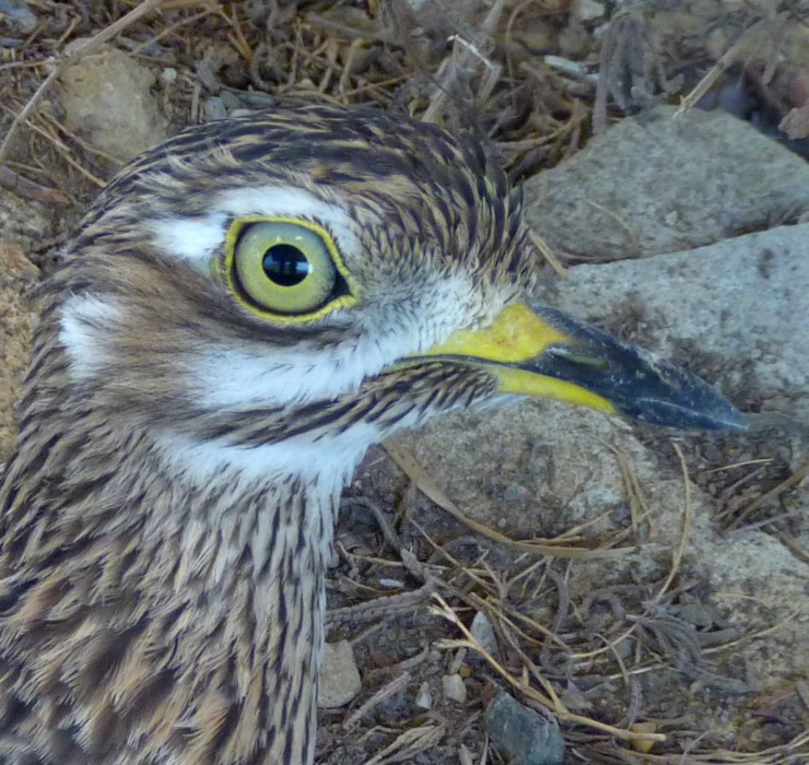 Spotted thick-knee (Burhinus capensis) portrait