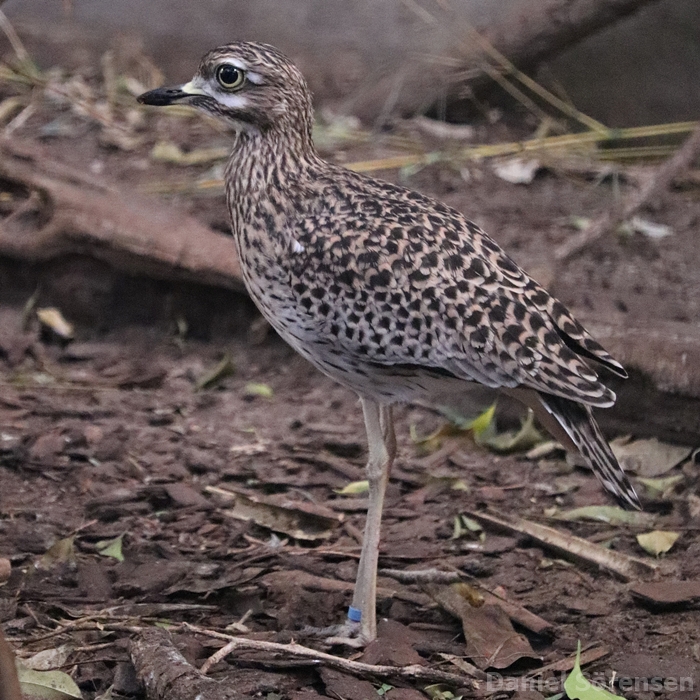 Spotted thick-knee (Burhinus capensis)