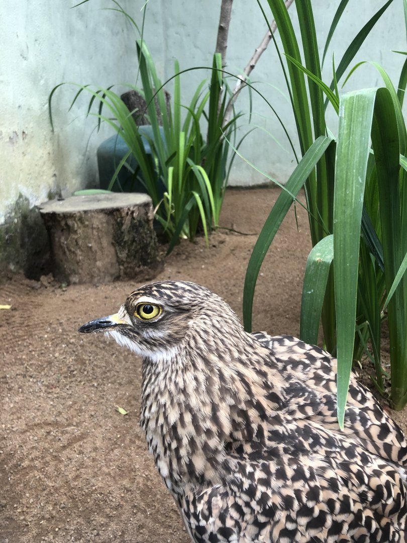 Spotted Thick-knee (Burhinus capensis)